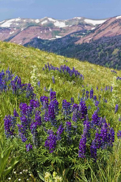 Lupine. Photo by Dave Bell.