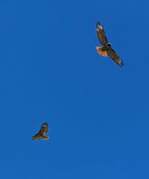 Mates For Life In Flight. Photo by Dave Bell.