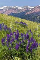 Lupine. Photo by Dave Bell.