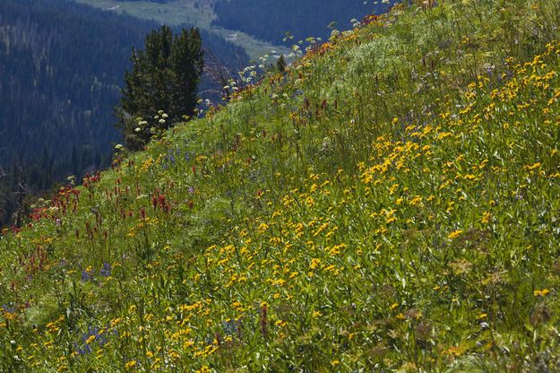 Colorful Hillside. Photo by Dave Bell.