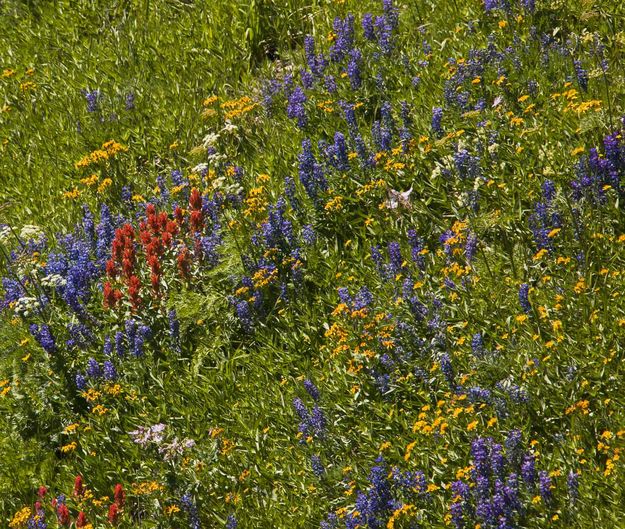 Flowers Everywhere. Photo by Dave Bell.