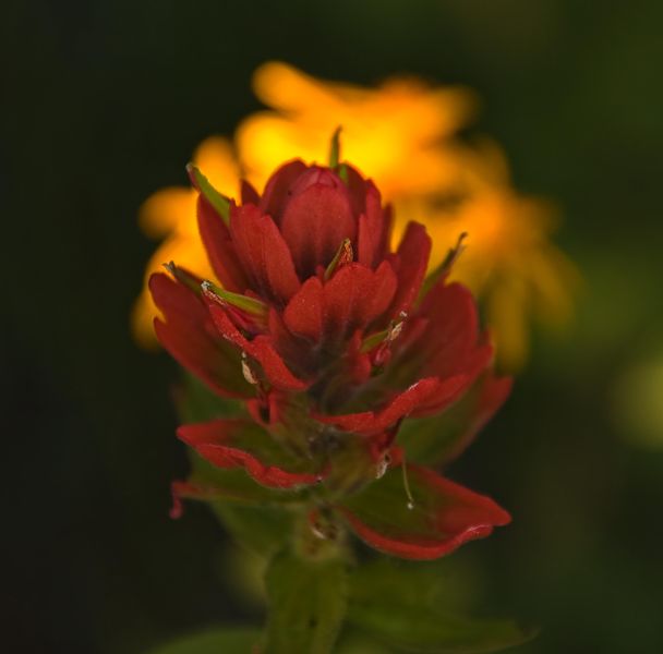 Yellow Topping. Photo by Dave Bell.