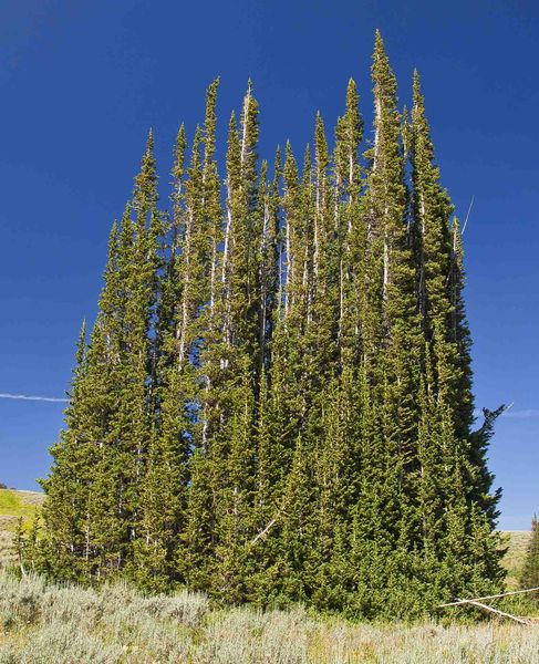 Sub-Alpine Fir Clump. Photo by Dave Bell.