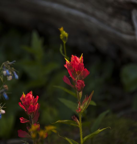 Sunlit. Photo by Dave Bell.