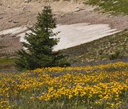 Snowfield. Photo by Dave Bell.