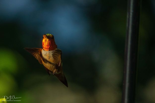 In Flight. Photo by Dave Bell.