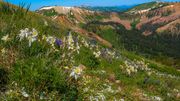 Flowers Galore. Photo by Dave Bell.