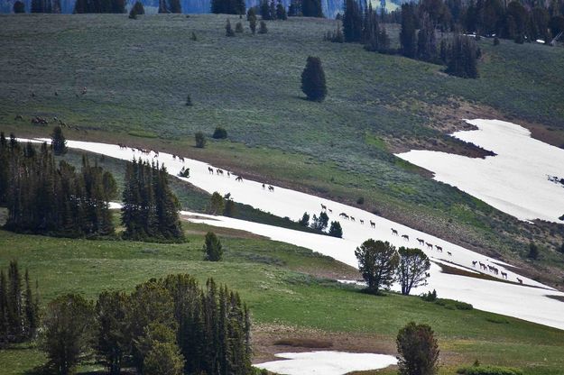 Elk Crossing Snowfield. Photo by Dave Bell.