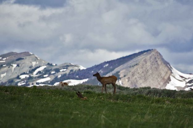 Two Elk Calves. Photo by Dave Bell.