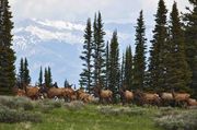 Elk Herd. Photo by Dave Bell.