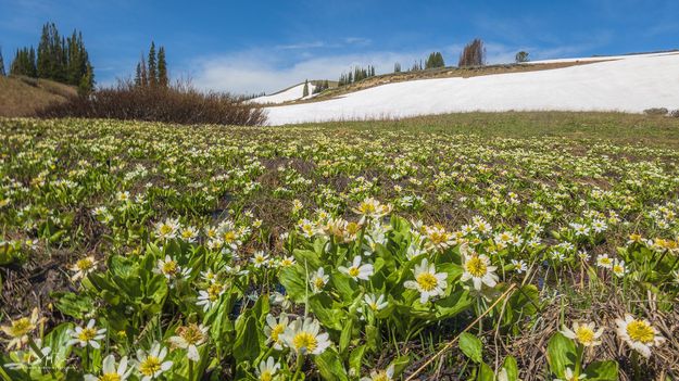 Marsh Marigold. Photo by Dave Bell.