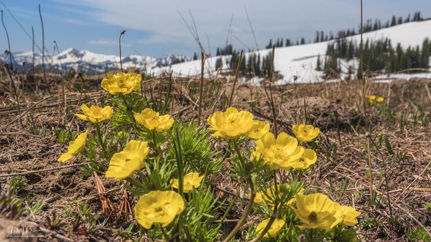 Spring Beauty. Photo by Dave Bell.