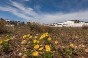 Snow Buttercups. Photo by Dave Bell.