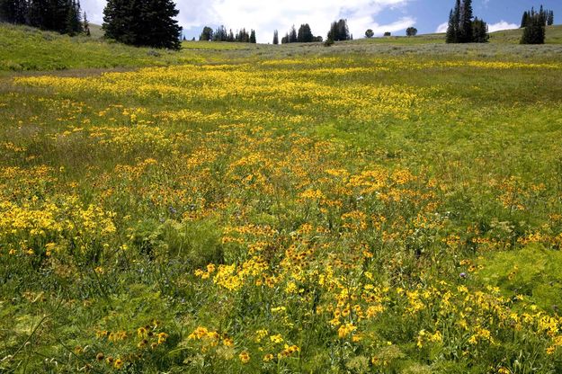 Yellow Flowers on Lookout Mountain. Photo by Dave Bell.