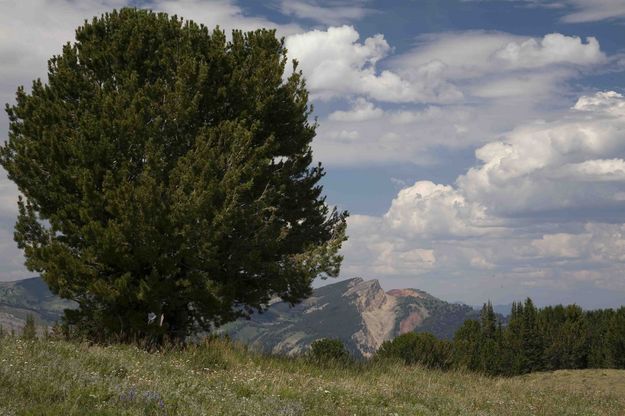 Upthrust Tree. Photo by Dave Bell.