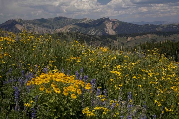 Yellow Bouquet and Hoback Peak. Photo by Dave Bell.