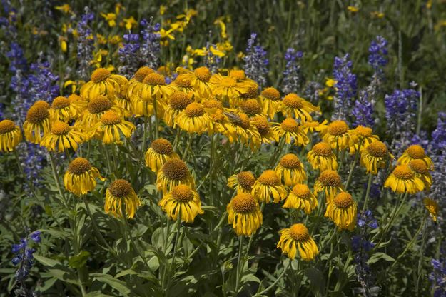 Yellow Bouquet. Photo by Dave Bell.