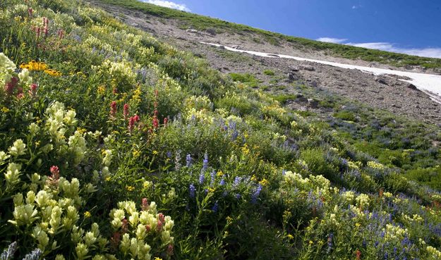 Flower Garden. Photo by Dave Bell.