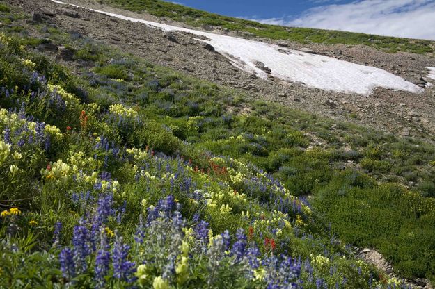 Flowers and Snowfield Remnant. Photo by Dave Bell.