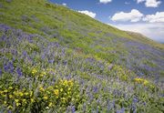 Lupine Fields. Photo by Dave Bell.