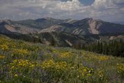 Flowers and Hoback Peak. Photo by Dave Bell.