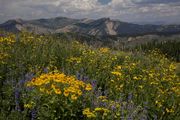 Yellow Bouquet and Hoback Peak. Photo by Dave Bell.