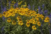 Yellow Bouquet. Photo by Dave Bell.