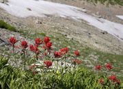 Indian Paintbrush Standing Guard Over Snowfield. Photo by Dave Bell.