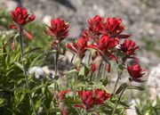 Bright Red Indian Paintbrush. Photo by Dave Bell.
