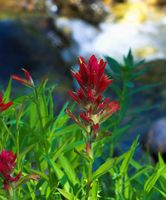 Paintbrush. Photo by Dave Bell.