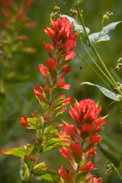 Paintbrush Upclose. Photo by Dave Bell.