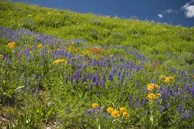 Flowers And Sky. Photo by Dave Bell.