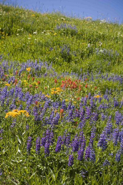 Vertical Flowers and Sky. Photo by Dave Bell.