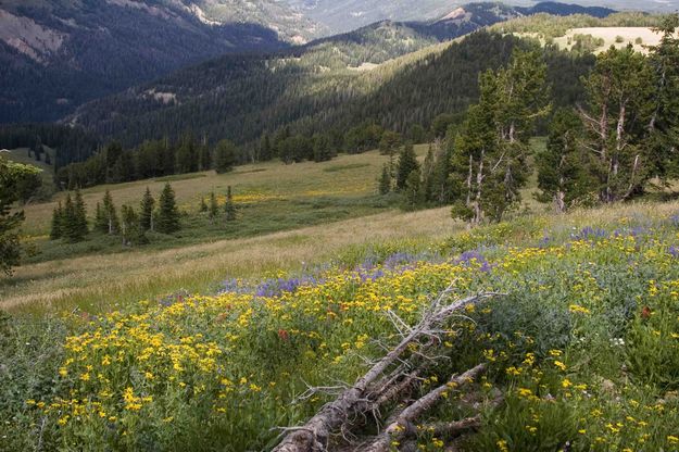 Yellow Flowers Down Valley. Photo by Dave Bell.
