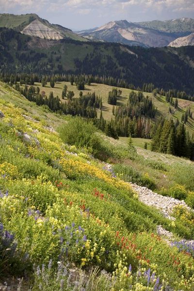 Flowers and Mountains. Photo by Dave Bell.