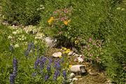 Flowers and Small Stream. Photo by Dave Bell.