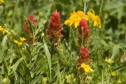 Paintbrush and Yellow. Photo by Dave Bell.