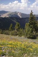 Yellow Flowers and Uplift. Photo by Dave Bell.