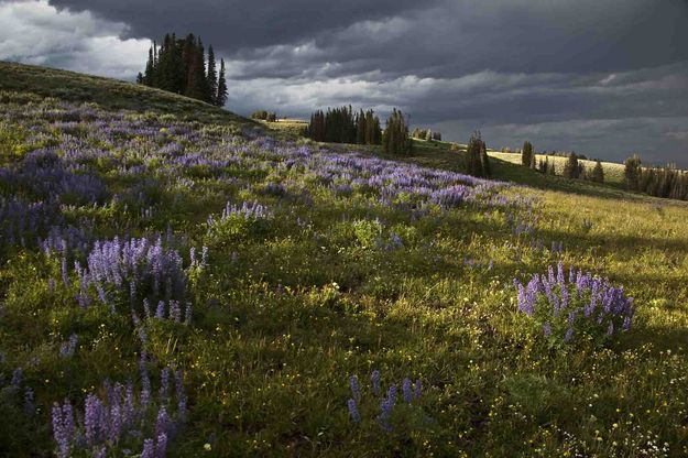 Late Sun and Lupine. Photo by Dave Bell.