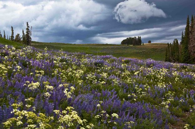 Flower Fields. Photo by Dave Bell.