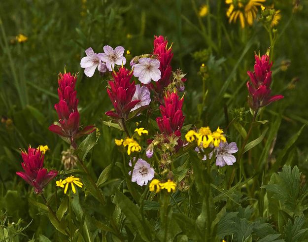 Bouquet. Photo by Dave Bell.