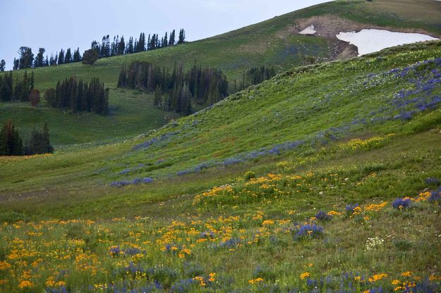 Flowers On The Shoulder. Photo by Dave Bell.