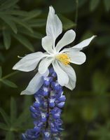 Columbine+Lupine=Columpine!. Photo by Dave Bell.