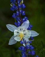 Columbine. Photo by Dave Bell.