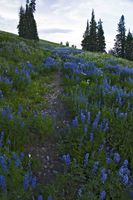 Lupine Lined Path. Photo by Dave Bell.