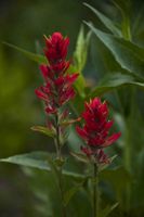 Indian Paintbrush. Photo by Dave Bell.