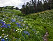 Lookout Peak Flowers. Photo by Dave Bell.