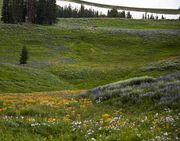 Yellow Meadow. Photo by Dave Bell.