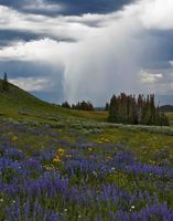 Heavy Shower--Yep, It Got Me!. Photo by Dave Bell.