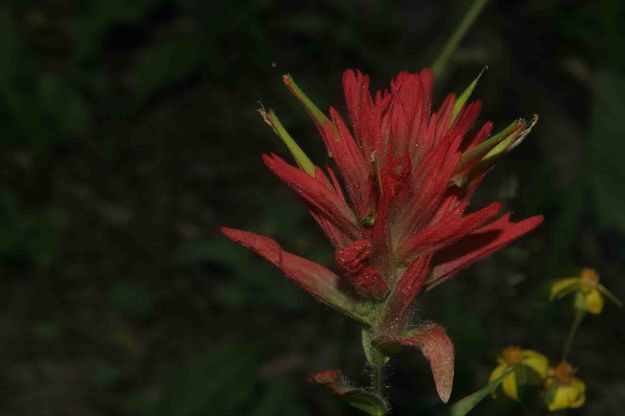Indian Paintbrush Macro. Photo by Dave Bell.